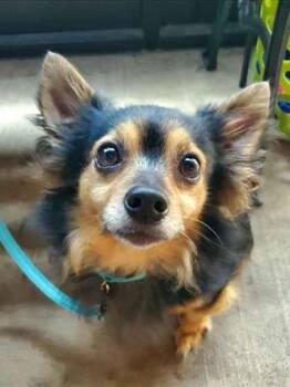 Chunk -  Chihuahua Dog for Adoption in Williamsport, Pennsylvania - Chunk | PetCurious