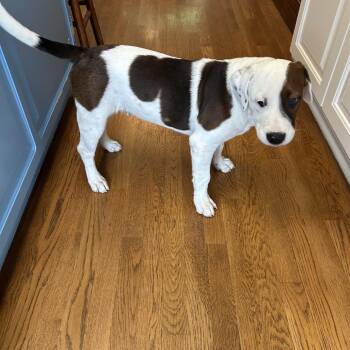 Mixed Breed Dogs Available for Adoption in Brownsboro, Alabama - Avondale | PetCurious