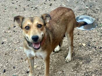 Rescue Shepherd Dogs for Adoption in San Antonio, Texas - Mama Cookie | PetCurious