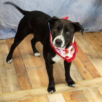 Vanta (Sponsored) -  Labrador Retriever and Pit Bull Terrier Dog for Adoption in East St. Louis, Illinois - Vanta (Sponsored) | PetCurious