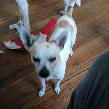Rescue Chihuahua and Mixed Breed Dogs for Adoption in Olathe, Kansas - Angel | PetCurious