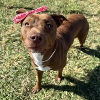 Rescue American Staffordshire Terrier Dogs for Adoption in Pittsburgh, Pennsylvania - Mocha | PetCurious