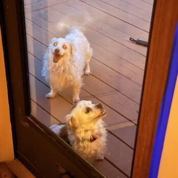 Butterfly and Mimi -  Dachshund Dog for Adoption in Blue Springs, Missouri - Butterfly And Mimi | PetCurious