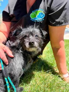 Shamrock -  Terrier Dog for Adoption in Fruit Heights, Utah - Shamrock | PetCurious