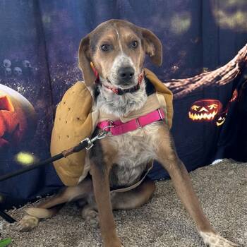 Rescue Hound Dogs for Adoption in Corbin, Kentucky - Huxley | PetCurious