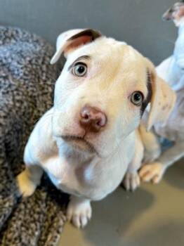 Alcyone -  Pit Bull Terrier and Mixed Breed Dog for Adoption in New Orleans, Louisiana - Alcyone | PetCurious