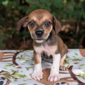 Whelk 07-1516 -  Dachshund and Chihuahua Dog for Adoption in Covington, Georgia - Whelk 07-1516 | PetCurious