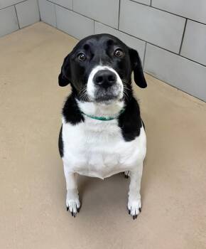 Wigeon -  Mixed Breed Dog for Adoption in Nashville, Tennessee - Wigeon | PetCurious