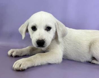 Rescue Great Pyrenees and Mixed Breed Dogs for Adoption in Morton Grove, Illinois - Mayor | PetCurious