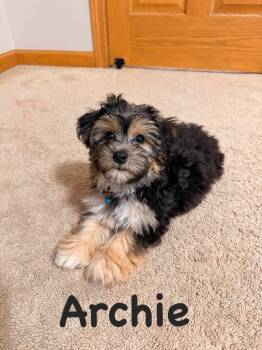 Archie -  Yorkshire Terrier Dog for Adoption in Union Grove, Wisconsin - Archie | PetCurious