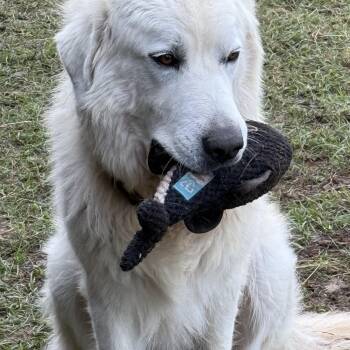 Rescue Great Pyrenees and Golden Retriever Dogs for Adoption in Houston, Texas - Meet Roger: A Mountain Of LOVE | PetCurious