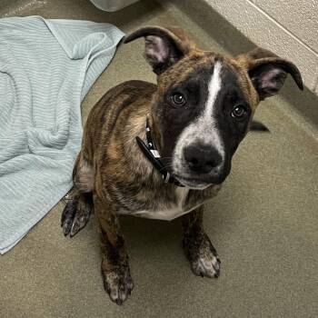 71285 -  Pit Bull Terrier Dog for Adoption in Harrisonburg, Virginia - 71285 | PetCurious