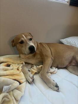 Rescue Labrador Retriever and Pit Bull Terrier Dogs for Adoption in Chandler, Arizona - LILLIE #2 | PetCurious