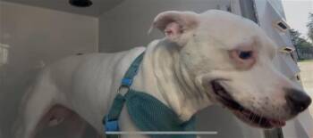 HALO -  Pit Bull Terrier Dog for Adoption in Houston, Texas - HALO | PetCurious