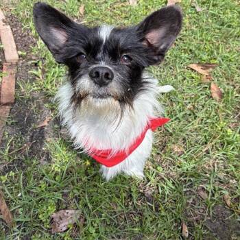 Mixed Breed Dogs Available for Adoption - Sailor | PetCurious