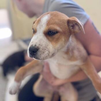 Mixed Breed Dogs Available for Adoption in Hendersonville, North Carolina - Hinsdale | PetCurious