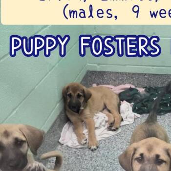 Irvin -  Anatolian Shepherd Dog for Adoption in Plano, Texas - Irvin | PetCurious