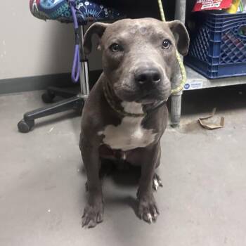 Pit Bull Terrier Dogs Available for Adoption in Yuma, Arizona - Perelli | PetCurious