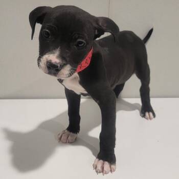 Xyla -  Terrier Dog for Adoption in Tampa, Florida - Xyla | PetCurious