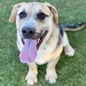 Mater -  Catahoula Leopard Dog Dog for Adoption in Red Bluff, California - Mater | PetCurious