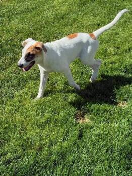 Niko -  Shepherd Dog for Adoption in Colorado Springs, Colorado - Niko | PetCurious