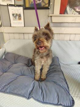 Sheba -  Schnauzer Dog for Adoption in Fort Worth, Texas - Sheba | PetCurious