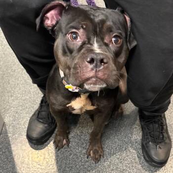 Dora -  Mixed Breed Dog for Adoption in Allentown, Pennsylvania - Dora | PetCurious