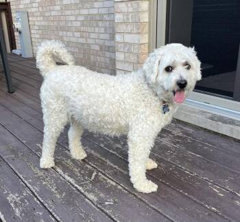 Gilly CA -  Maltese and Poodle Dog for Adoption in Hillside, Illinois - Gilly CA | PetCurious