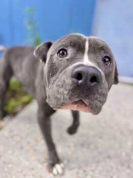 Rescue Pit Bull Terrier and Mixed Breed Dogs for Adoption in New Orleans, Louisiana - Zachariah | PetCurious