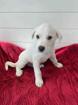 Rescue Great Pyrenees Dogs for Adoption in Wolcott, Connecticut - Noble | PetCurious