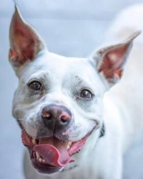Jantavia -  Mixed Breed Dog for Adoption in Chamblee, Georgia - Jantavia | PetCurious
