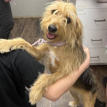 CoCo Puffs -  Airedale Terrier and Mixed Breed Dog for Adoption in St. Louis, Missouri - CoCo Puffs | PetCurious