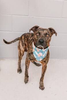 Hal -  Pointer Dog for Adoption in Lancaster, South Carolina - Hal | PetCurious