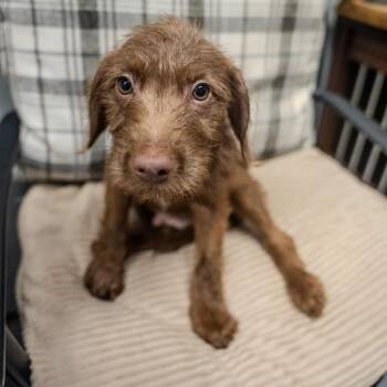 Jinu -  Wirehaired Dachshund and Mixed Breed Dog for Adoption in Pawling, New York - Jinu | PetCurious