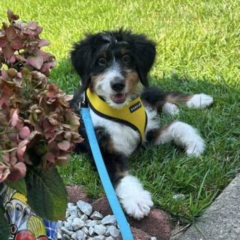 Jesse -  Bernedoodle Dog for Adoption in Verona, New Jersey - Jesse | PetCurious