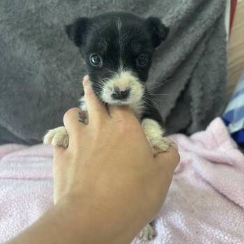 Labrador Retriever and Mixed Breed Dogs Available for Adoption in North Charleston, South Carolina - Delulu | PetCurious