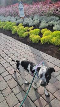 Bluebell -  Cattle Dog Dog for Adoption in Millcreek, Utah - Bluebell | PetCurious