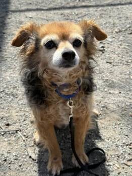 Mixed Breed Dogs Available for Adoption - Shago | PetCurious