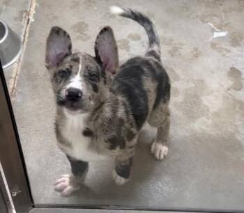 Catahoula Leopard Dog Dogs Available for Adoption in Sedalia, Colorado - Boston | PetCurious
