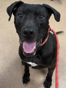 Rescue Pit Bull Terrier and Labrador Retriever Dogs for Adoption in Santa Rosa, California - Thorin | PetCurious