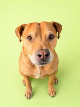 DINO -  Mixed Breed Dog for Adoption in Jacksonville, Florida - DINO | PetCurious