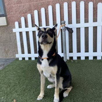 A614594 -  German Shepherd Dog and Mixed Breed Dog for Adoption in Modesto, California - A614594 | PetCurious