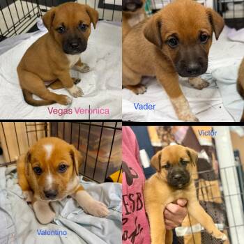 V litter -  Boxer Dog for Adoption in Seaside Heights, New Jersey - V Litter | PetCurious