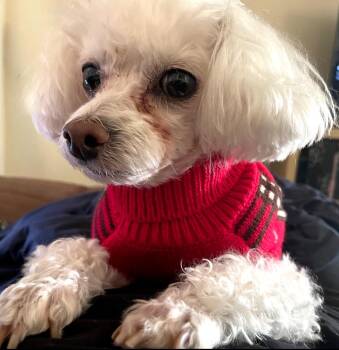 Mika -  Poodle Dog for Adoption in Austin, Texas - Mika | PetCurious