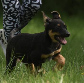 Raya -  Shepherd and Australian Cattle Dog Blue Heeler Dog for Adoption in Mechanicsburg, Pennsylvania - Raya | PetCurious