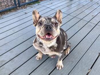French Bulldog Dogs Available for Adoption in Tustin, California - OLIVE | PetCurious