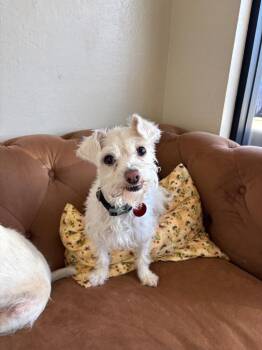 26Peanut -  Terrier Dog for Adoption in Shingle Springs, California - 26Peanut | PetCurious