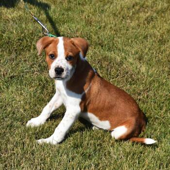 Lucy -  Mixed Breed Dog for Adoption in Searcy, Arkansas - Lucy | PetCurious