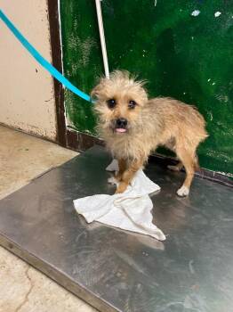 Terrier Dogs Available for Adoption in New Braunfels, Texas - Jo-Jo | PetCurious