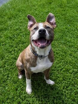 American Staffordshire Terrier Dogs Available for Adoption in Olympia, Washington - Zazu | PetCurious